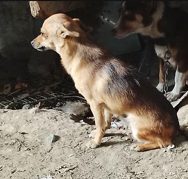 coban itleri: Çixuahua, 9 ay, Erkək, Ünvandan götürmə — 1
