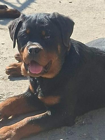 Psi: Rotvajler žensko štene oštećena 21. oktobraa 2025. Primila sve — 1