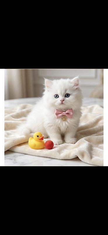 Pişiklər: Şotland, Dişi — 9