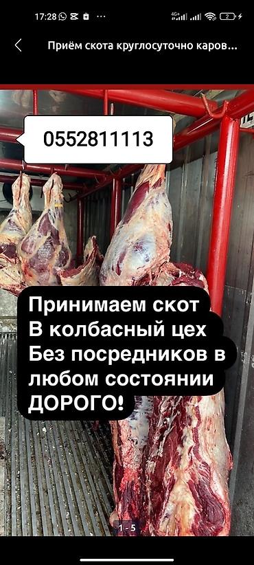 собаки щенки: Частное лицо : Коровы, быки, Лошади, кони, | Любое состояние, Круглосуточно, Забитый — 1