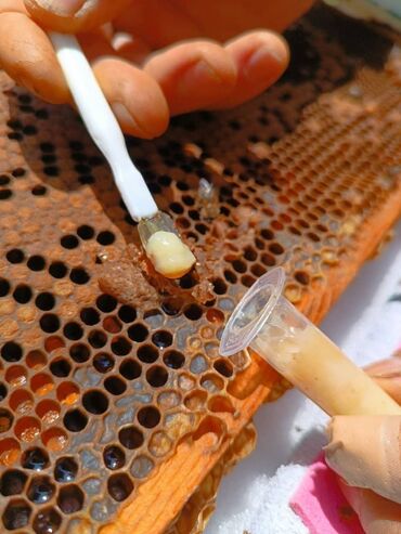 Мёд: Продаю маточное молочко
5мл 1300 сом
пчелы,мёд,перга