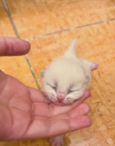 белый котенок в добрые руки: Отдается котёнок девочка в добрые руки котёнок родился не давно ищет