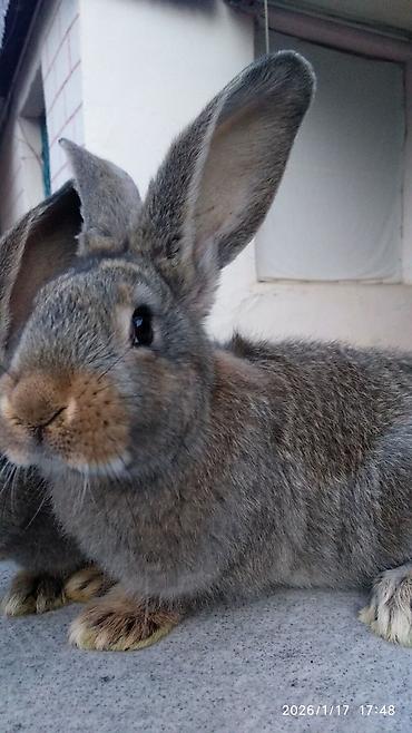 Dovşanlar: FLANDR (Belçika nəhəngi) – İri ölçü, yüksək gəlir! Təmiz qanlı Flandr — 10