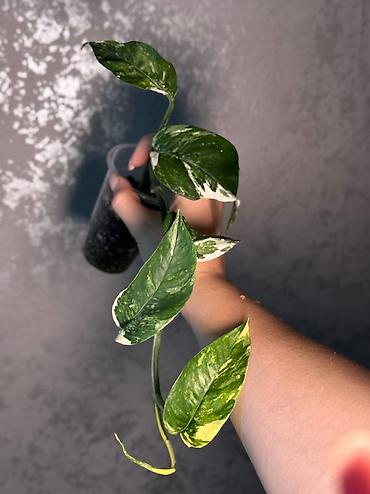 Другие комнатные растения: Добрый день! В продаже комнатные растения: Сингониумы - конфетти — 6