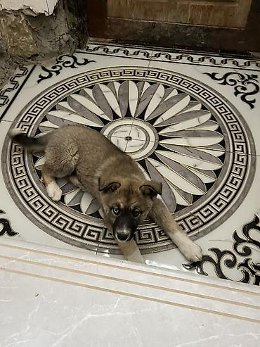 zvanok iti satilir: Akita-inu, 3 ay, Dişi, Ünvandan götürmə — 4