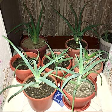 Алоэ: АЛОЭ Древовидные ("Столетники"). Возраст: от 3 лет и больше — 27