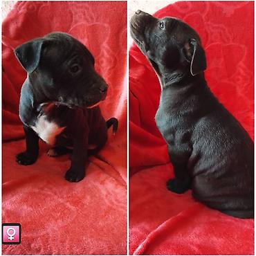 Psi: Pit bull štenci na prodaju Oštenjeni: 18.12.2025 Primili su prvu — 4