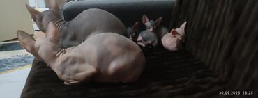 длинношерстная немецкая овчарка: Котята канадского сфинкса Мальчик и девочка - Порода: канадский
