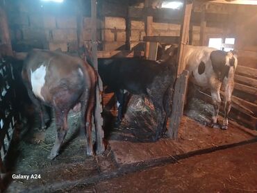 simmental inək satılır: Самка, лет: 8, Для разведения, Для молока, Для мяса