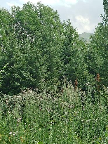 Берёза: Саженцы Платная доставка — 16