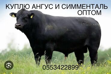 дойных коров: Куплю | Коровы, быки | На откорм