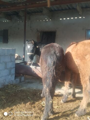 Лошади, кони: Продаю | Жеребенок | Рабочий — 12