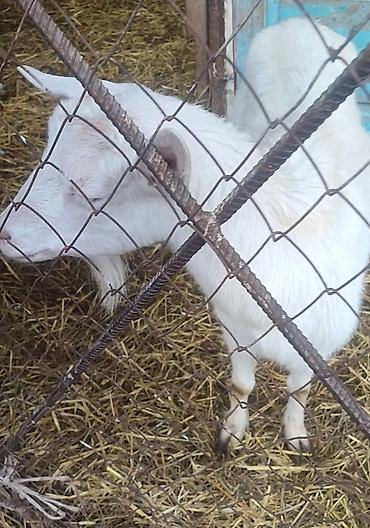 Козы, козлы: Продаю | Коза (самка) | Для молока — 1