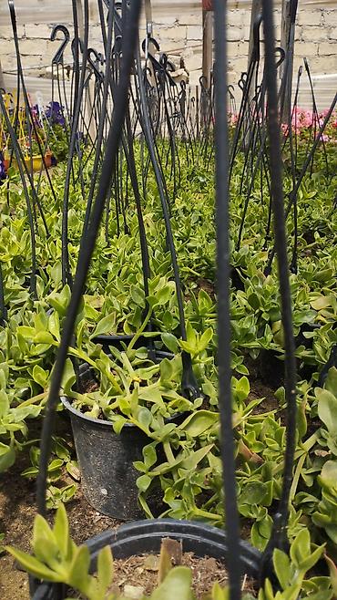 bənovşəyi gullər: Məhsul: Saksıda petuniya (Petunia) dekorativ çiçəklər Təsvir: - Rəng — 6