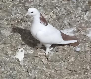 it ucun bit dermani: Cavan və sağlam uçan nəsil göyərçinlər.Erkəy və maya.Cüt deyillər.Maya — 2