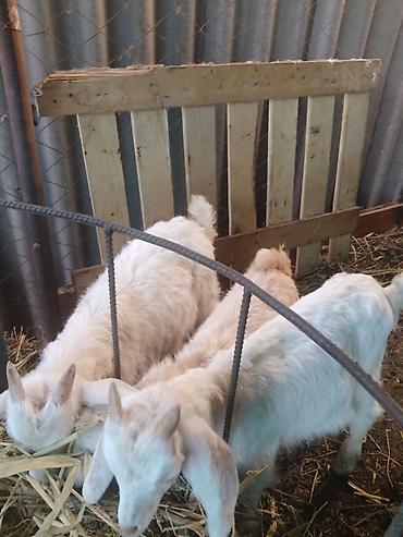 Козы, козлы: Продаю | Коза (самка), Козёл (самец), Козлёнок | Зааненская, Битал | Для разведения, Для молока | Племенные, Котные, Осеменитель — 13