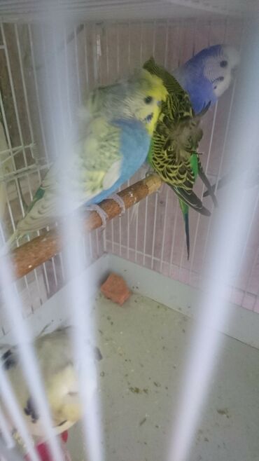 Tutuquşları: Quşlar satlır karella bülbül,fişer,nerazlucnik və sayri münasib — 5