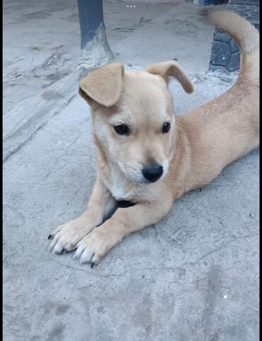 labrador satılır: Zvonok, 1 il, Erkek, Ünvandan götürmə