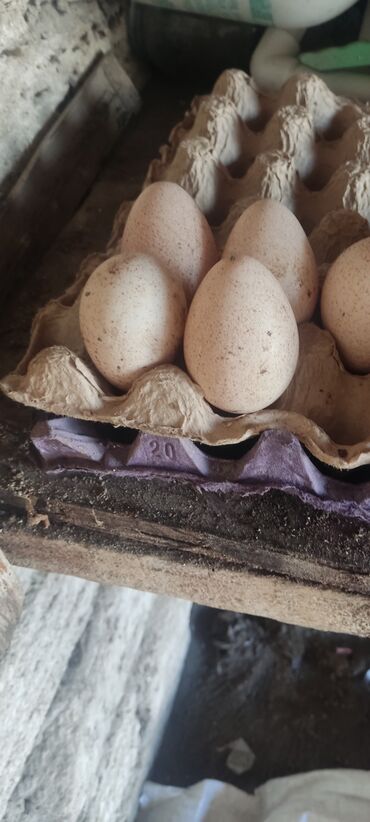 hinduşka yumurtası satılır: Ünvandan götürmə
