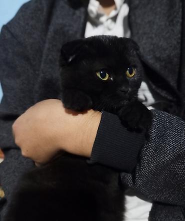 Шотландский вислоухий кот (black) - Окрас: сплошной черный, блестящая at lalafo.kg Шотландский вислоухий кот (black) - Окрас: сплошной черный, блестящая