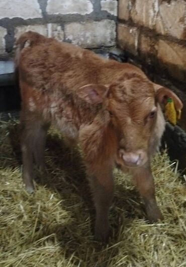 Dana, buzov: Sağlam Erkek ve Dişi Buzovlar — 11