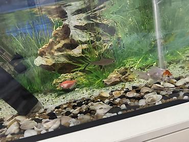 Akvariumlar: Dördbucaq akvarium, Balıqlarla birlikdə, 35 l, Ünvandan götürmə — 4