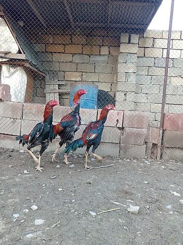 quslar haqqinda melumat: Xoruz, Heyratı, il: 1, Ödənişli çatdırılma — 2