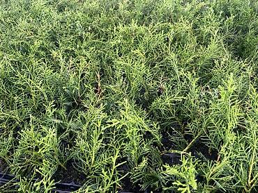 Декоративные деревья: Саженцы деревьев: Можжевельники (Арча) — 6