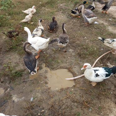 ниссан х трейл запчасти: Satış: qarışıq su quşları sürüsü - Növlər: qaz, ördək və muskus