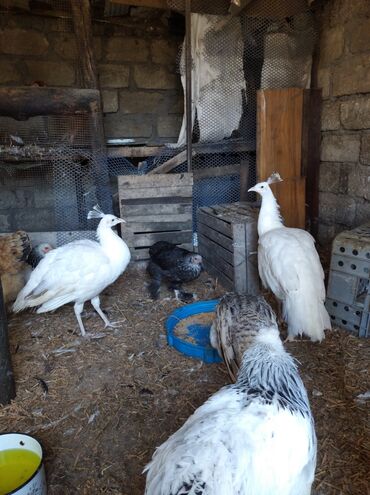 Tovuz quşları: Salam aleykum. Satışda bir cüt ağ tovuzquşu var. 6 ayliqdirlar. cütü — 19