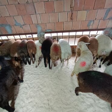 Qoyunlar, qoçlar: Salam aleyküm 215 mantdan 240 manata kimi deyişlir saxlamlqa yararlı — 2