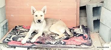 собака колли: Ушул күчүк уколдорду алган, ветеринардык кароодон өткөн алчуулар болсо — 4