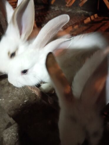 шотландская вислоухая длинношерстная кошка: Продаю крольчат 2,5месяца за 1 штуку:300 сом