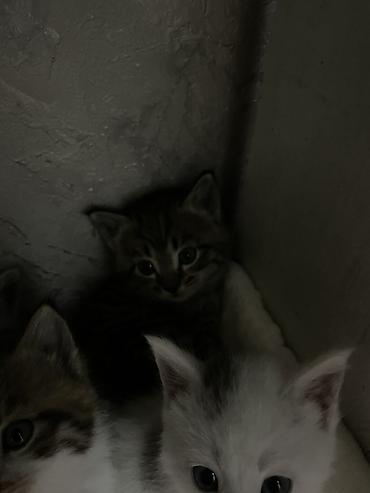 игрушки для котят: 1 месяц, Мальчик, Приучена к лотку — 3