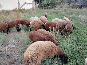it satisi baki: Dişi, Qala, il: 1, 50 kq, Damazlıq — 8