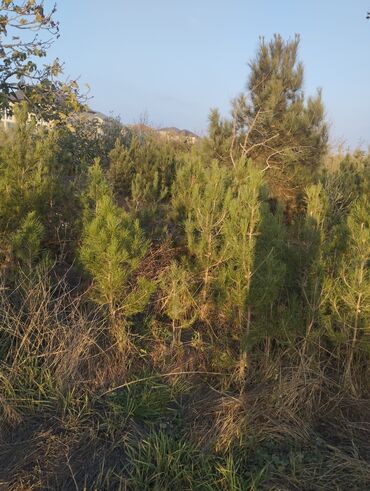 Şitillər: Satılır: iynəyarpaq şam ağacları (fidanlar) - Növ: Şam (Pinus) – — 4