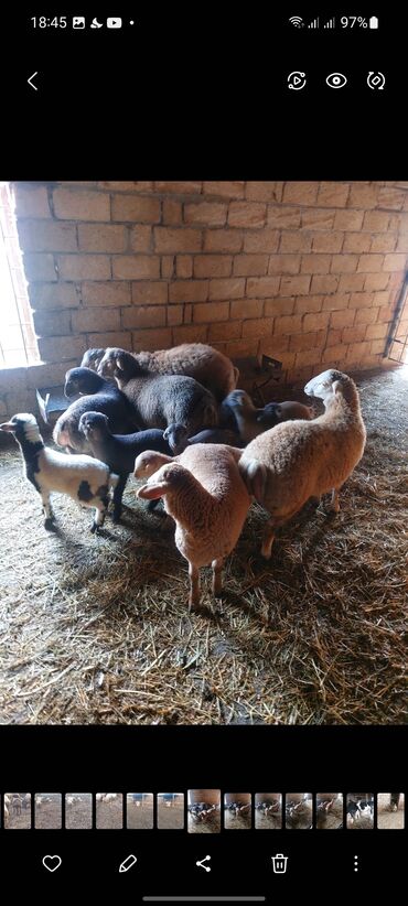 Quzu: Diri çəkisi 10 azn dan ətlik quzular — 9