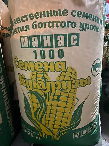 Пшеница: Жугору урук кукуруза 🌽 беде Арпа урук сулуу оптом достовка бар — 8