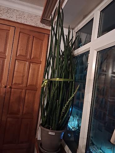 epimedium bitkisi satisi: Satılır: Ev/ofis üçün dekorativ otaq bitkiləri kolleksiyası - — 2