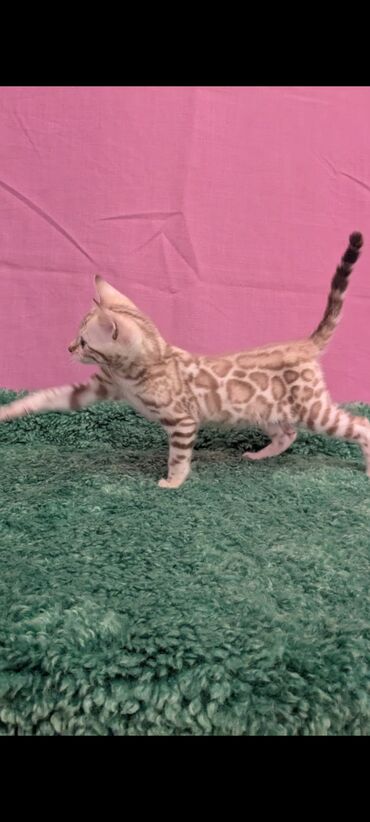 Продажа кошек: Бенгальская, 1 месяц, Девочка, Белый, Кастрирована, Приучена к лотку, Проглистована — 9