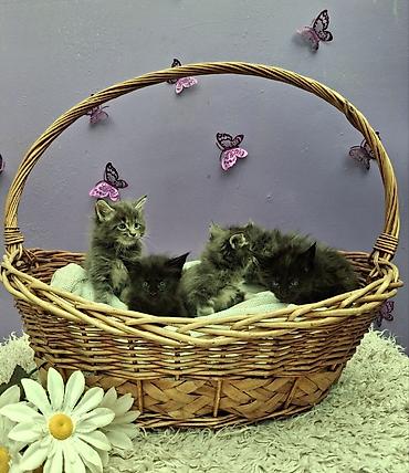черный мейн кун: Мейн-кун, 2 месяца, Мальчик, Серый, Приучена к лотку — 4