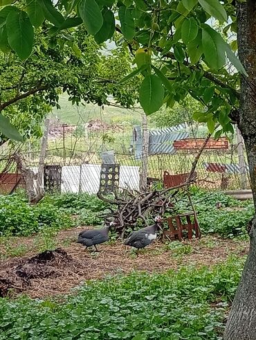 kend toyuqlari satisi: Toyuq, Damazlıq, Ünvandan götürmə, Ödənişli çatdırılma