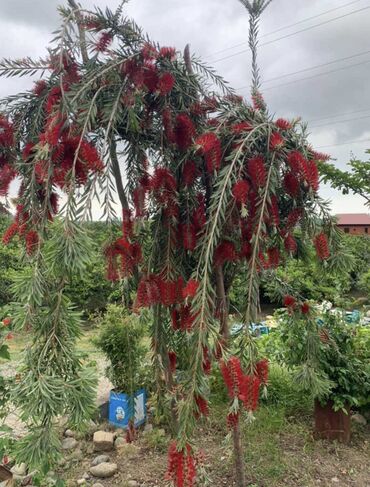 Şitillər: Dekarativ agaclarin satiwi istenilen novde istenilen olcude var elave — 22