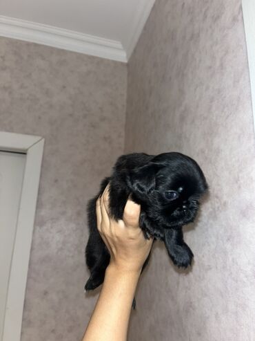 Gəmiricilər: Pekines, 1 ay, Erkek