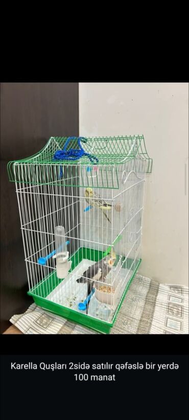 pişik ucun qum qabı: 2 ədəd karella quşu və qəfəs komplekti - 2 quş bir yerdə verilir -