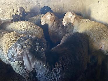 Баран, овца: Продаю | Баран (самец) | Гиссарская, Арашан | Для разведения, На забой | Осеменитель — 9