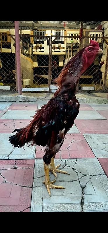 serebrist cuce satisi: Xoruz, Heyratı, il: 1, Ünvandan götürmə, Ödənişli çatdırılma, Rayonlara çatdırılma — 1