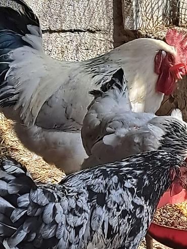 кури: Продаю | Куры, Петух | Брама | Для разведения — 4