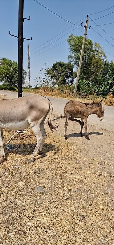 poni at satilir: Məhsul: Eşşək ana-buzağı cütü Təsvir: - Ana eşşək və yanında bala — 1