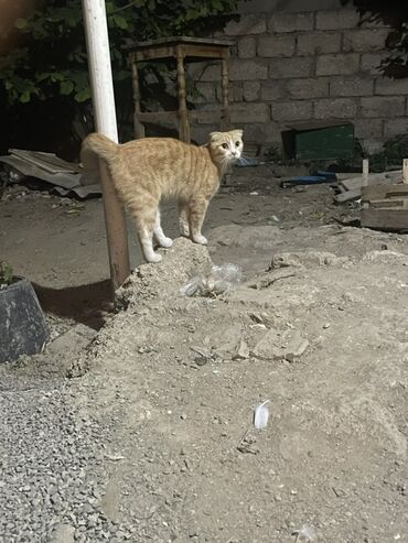 Pişiklər: Tabbi, Erkək